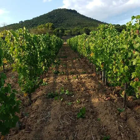 Casa vacanze Domaine De La Navicelle - Syrah *