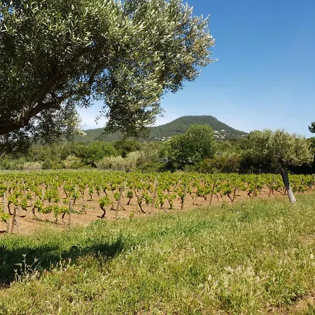 Casa vacanze Domaine De La Navicelle - Syrah *